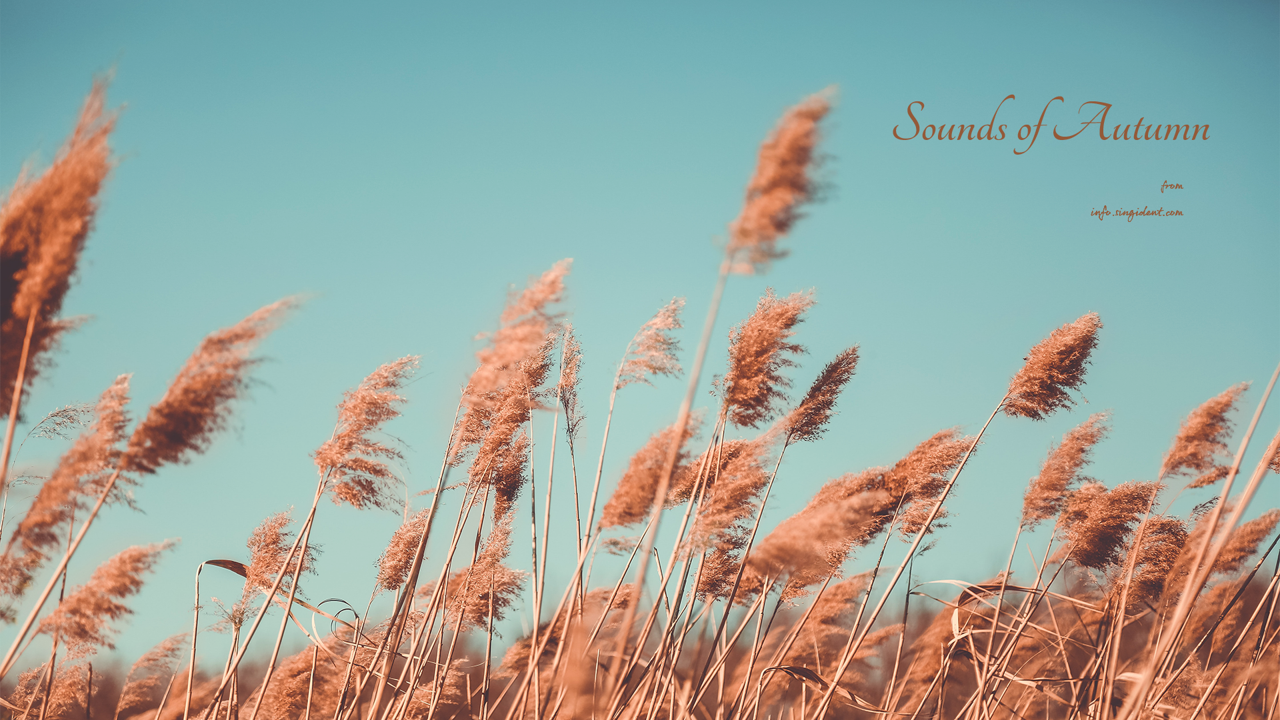 02 갈대 C - Sounds of Autumn 가을배경화면