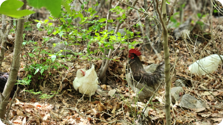 산에서 노는 장닭과 암닭