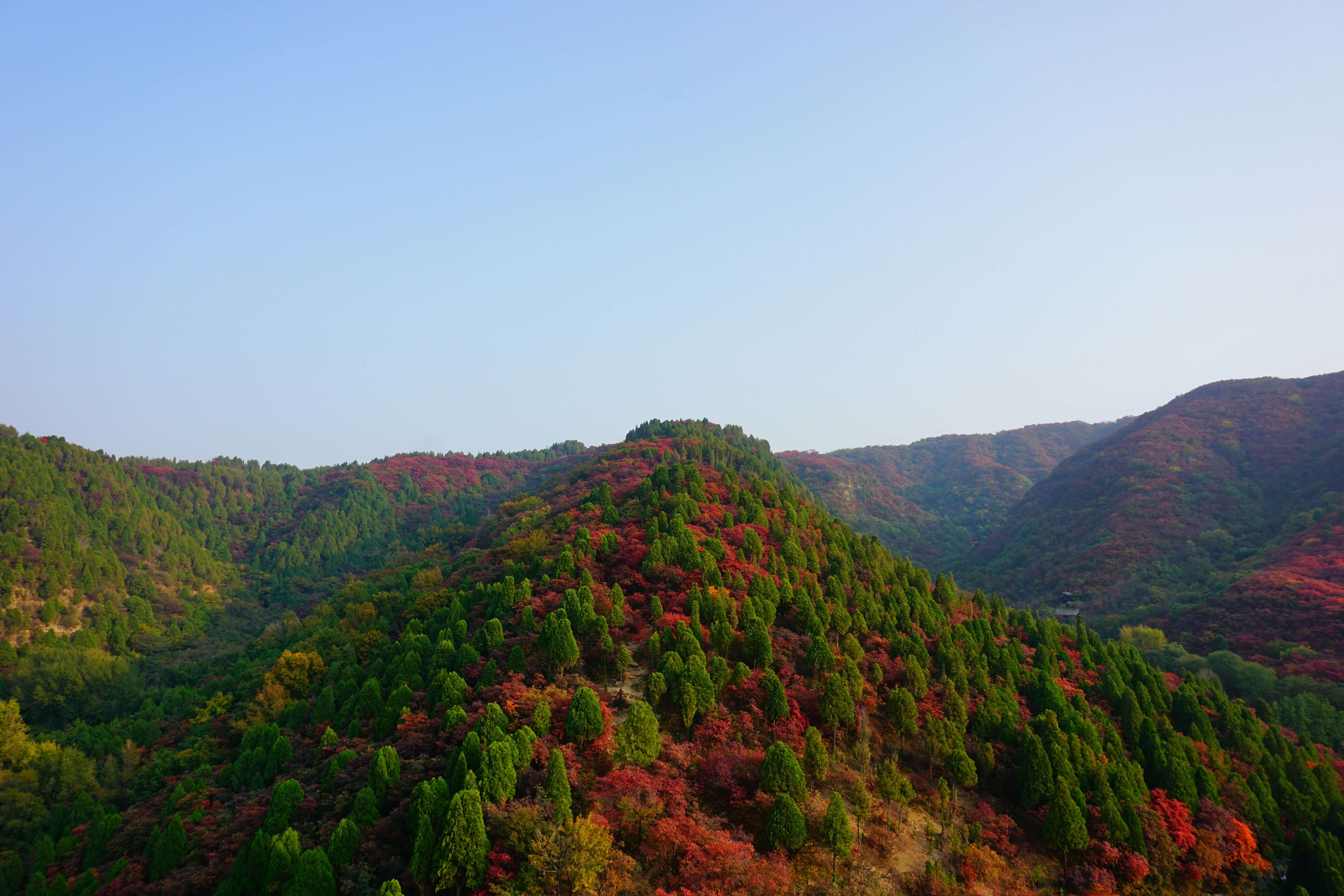 전주 -한옥마을 향교 -은행나무- 2025- 가을- 단풍- 명소 -4