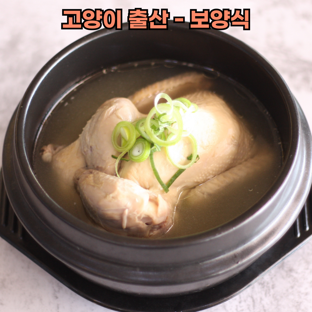 고양이 출산 보양식