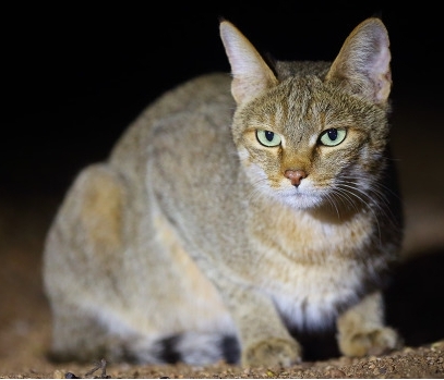 고양이가 싫어하는 냄새