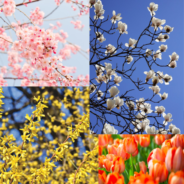 곧 소식가져올 봄꽃