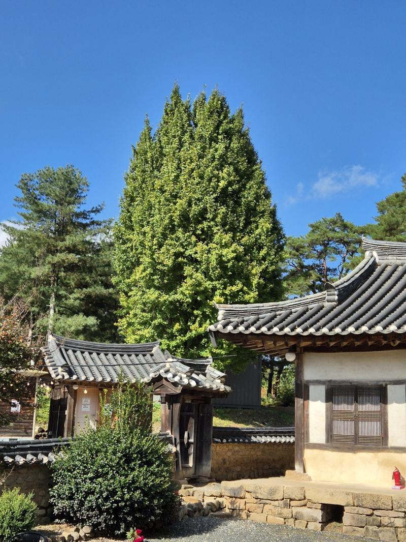 Mukgye Seowon old tree, 묵계서원과 오래된 나무