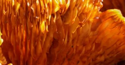 상황버섯 효능 부작용