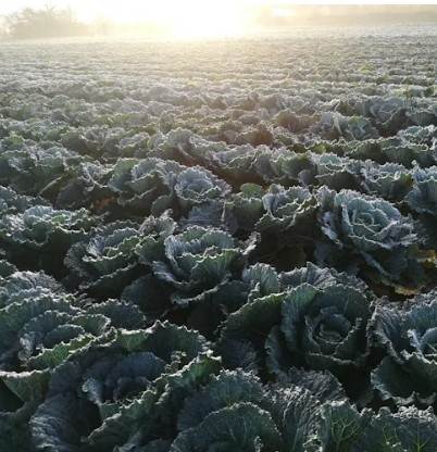괴산 절임배추 20kg 주문