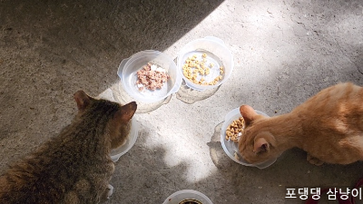 사료-먹는-두-고양이.