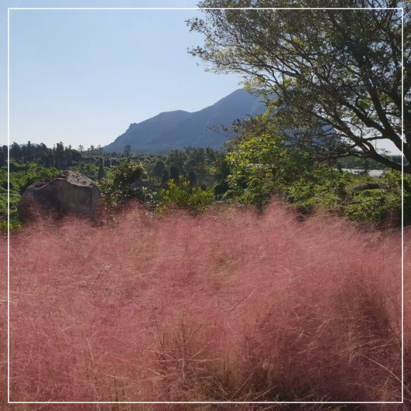 제주도 마노르블랑 핑크뮬리축제 인생사진 찍어봅시다.