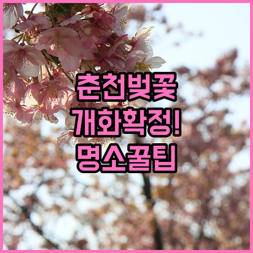 춘천 벚꽃 개화 예상일과 소양강댐 공..