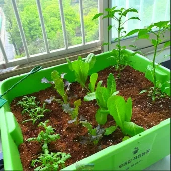 베란다 텃밭 흙 고르기 배수층 화분 선택 물주기 비료주기_13