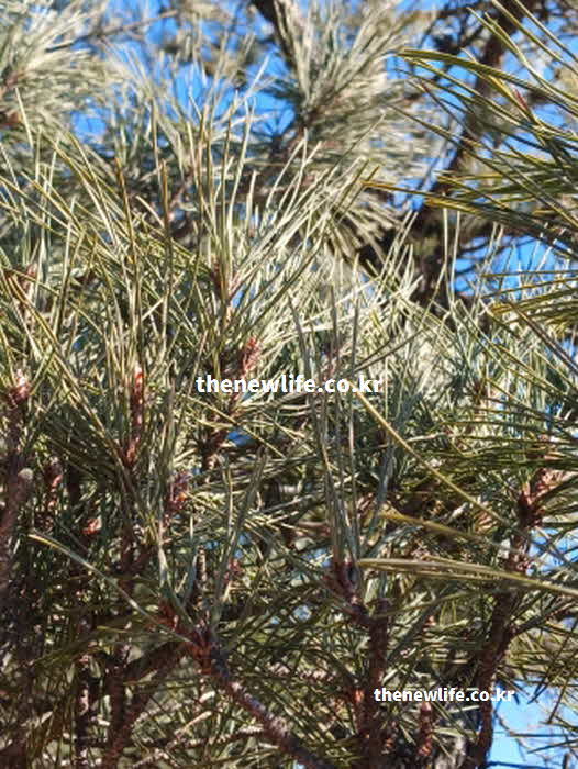 솔잎 효능 영양성분 글리코키닌