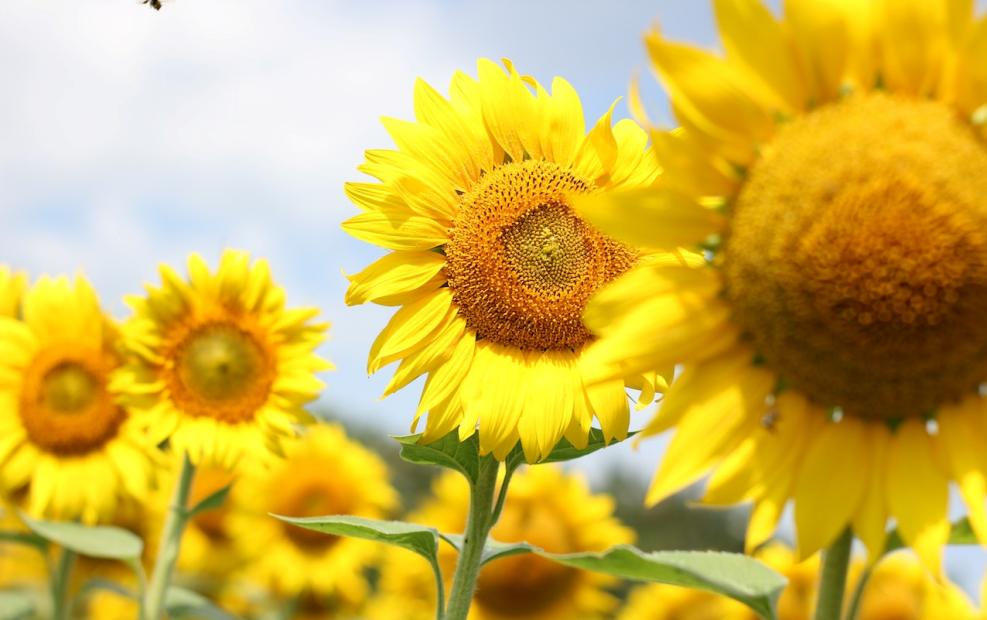 강주 해바라기 축제