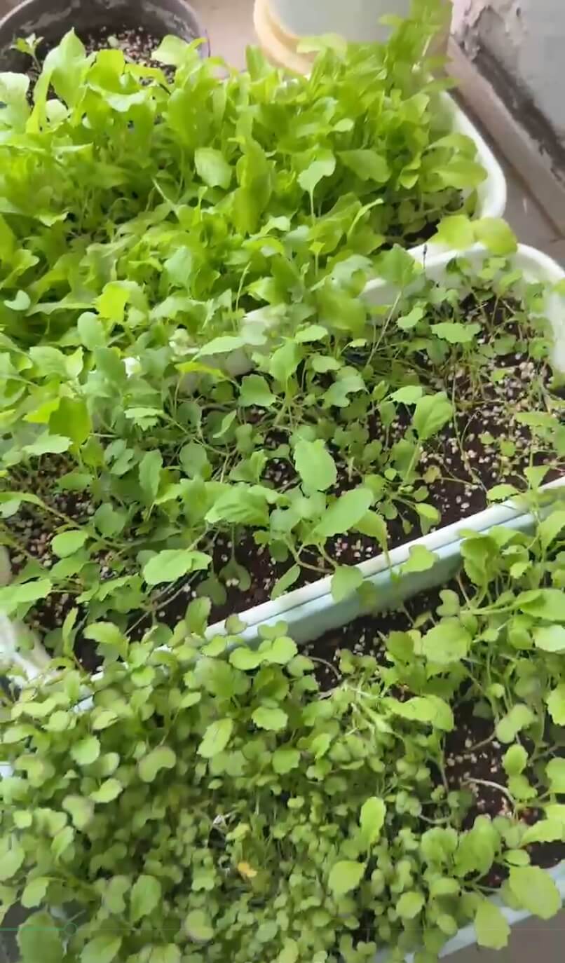 베란다텃밭채소들