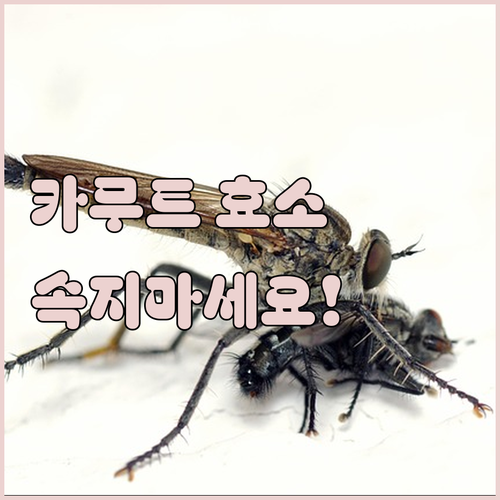 광고에 속지 않는 카무트 곡물발효 효..