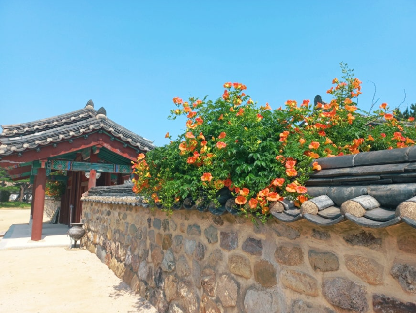 김해 능소화