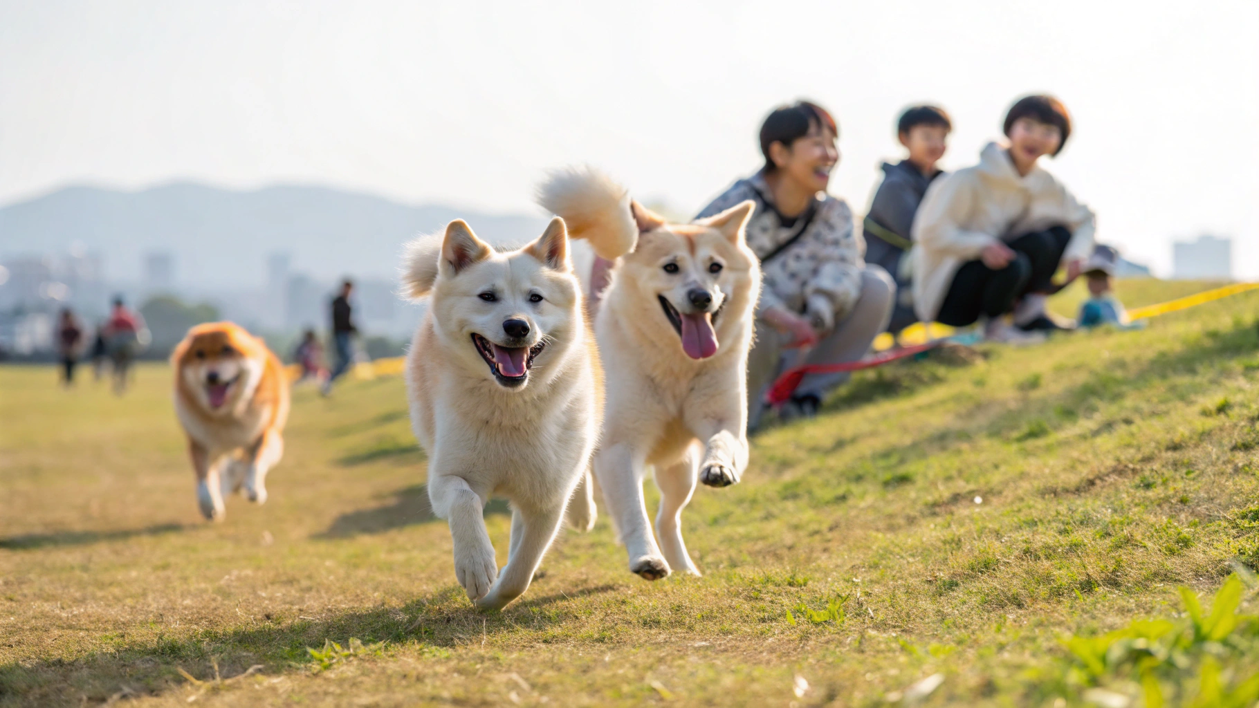 #진도여행 #진도쏠비치 #쏠비치스위트룸 #진도인피니티풀 #진도그릴하우스 #진도바닷길 #진도개테마파크 #남도리조트 #지중해풍리조트 #진도힐링여행 #진도가족여행