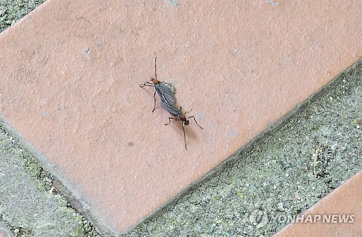 러브버그 발생시기와 퇴치방법