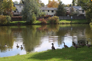 기후 변화 시대의 도시 숲: 극한 날씨 대응의 자연 해법