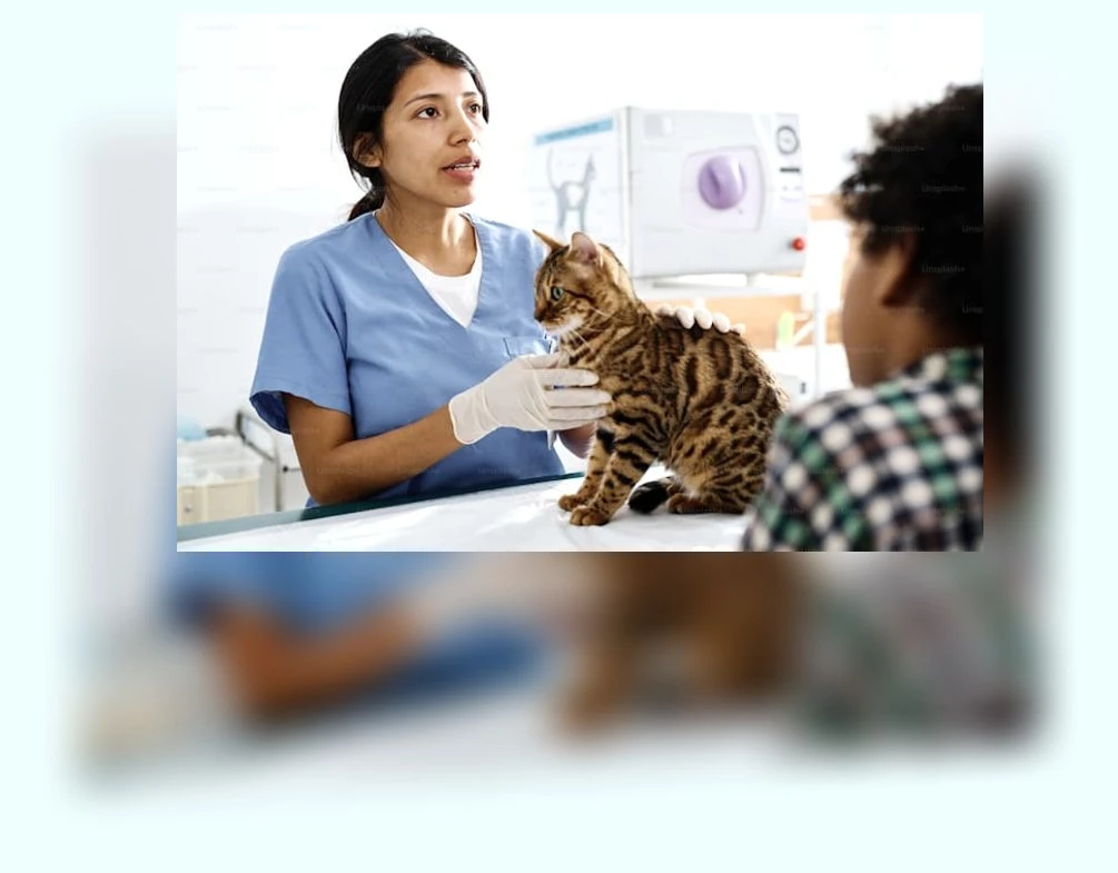 고양이 건강검진_1_subsection