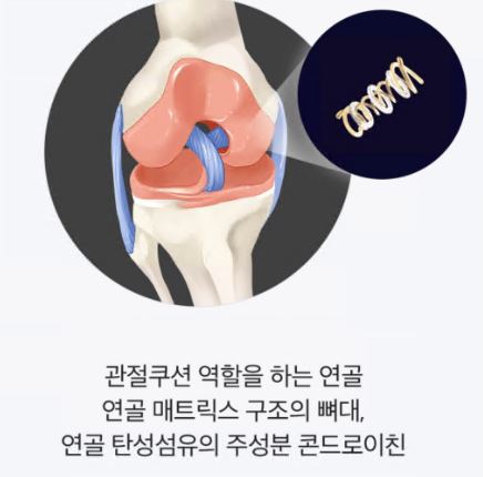 콘드로이친1200mg