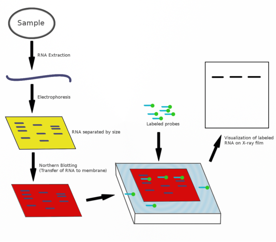 Northern blot_노던 블랏