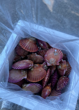 쪼이수산 홍가리비