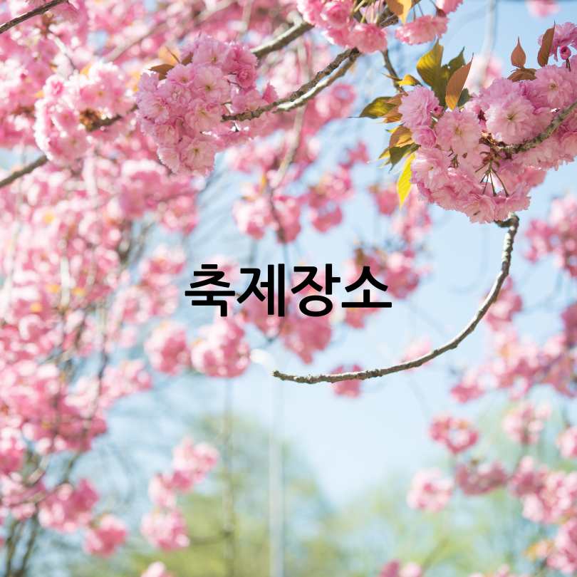 2025년 경주 대릉원돌담길 벚꽃축제 