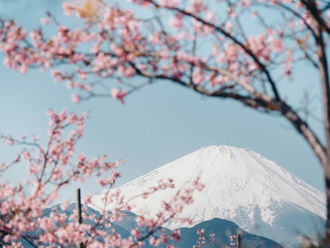 Cherry blossoms.