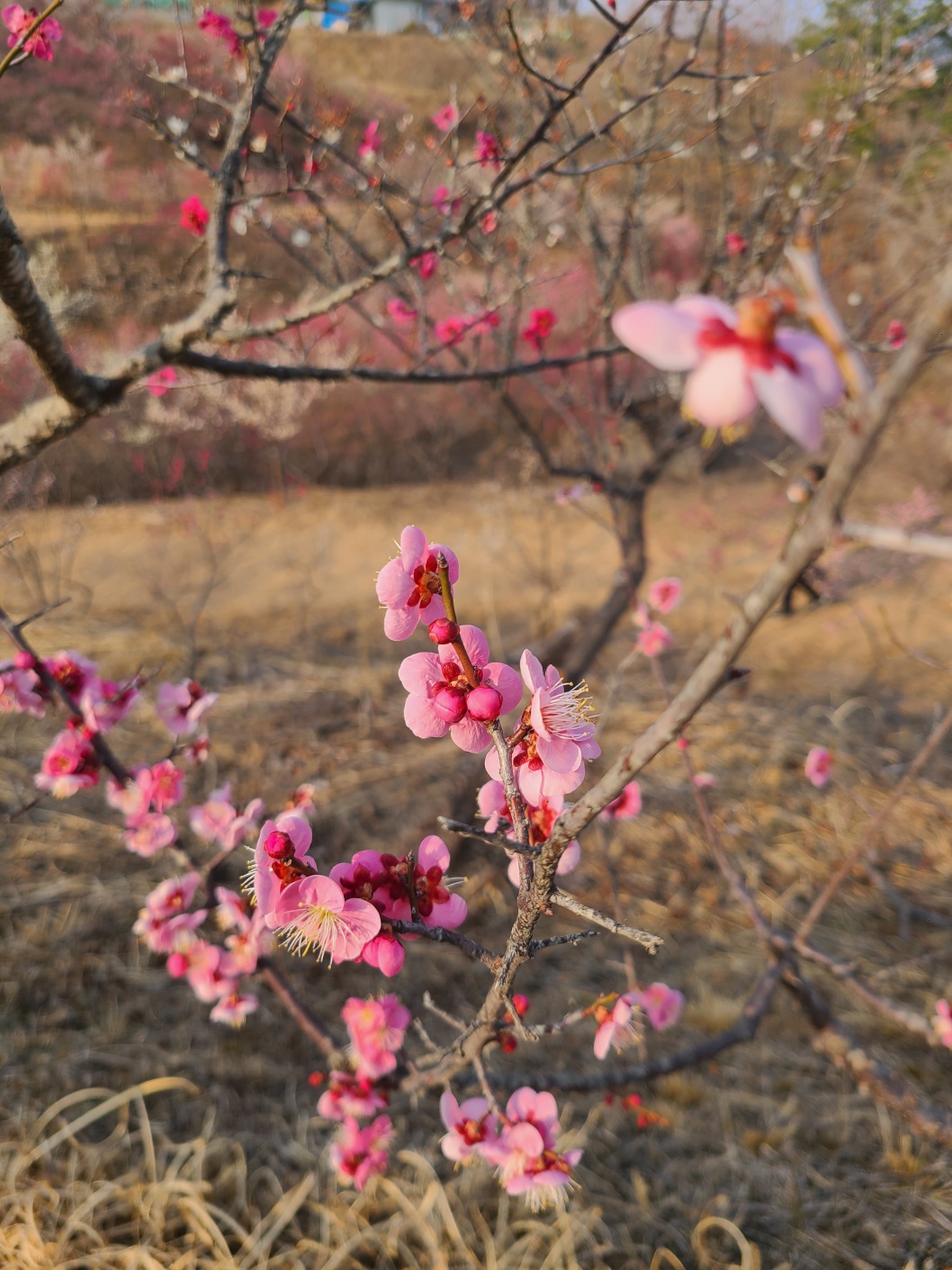 가까이서 찍은 매화모습