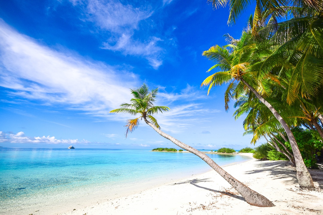 다낭 해변 야자수 사진