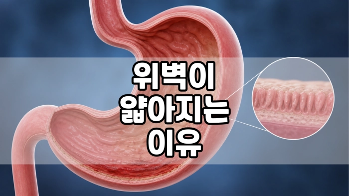 위벽이 얇아지는 이유