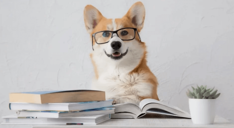 강아지 IQ 테스트 이미지