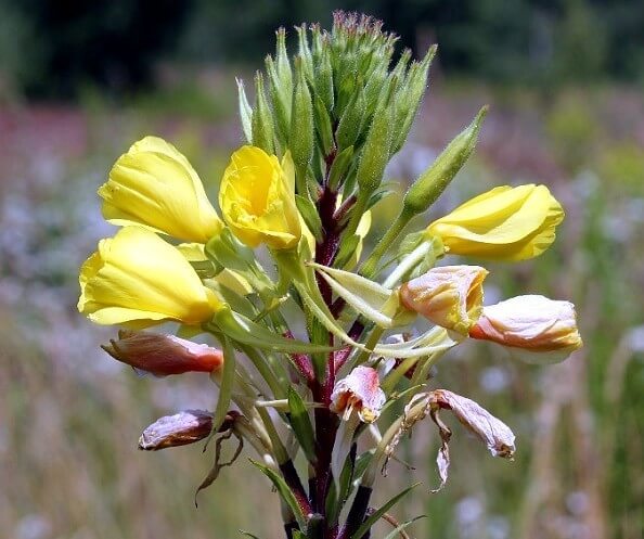 달맞이꽃 종자유