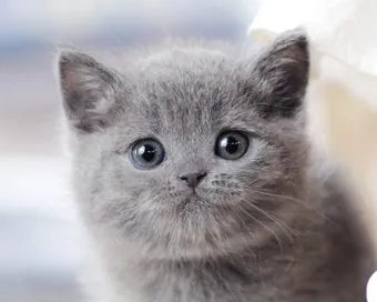 브리티쉬숏헤어 고양이 실버 유전병 분양 가격 성격_14