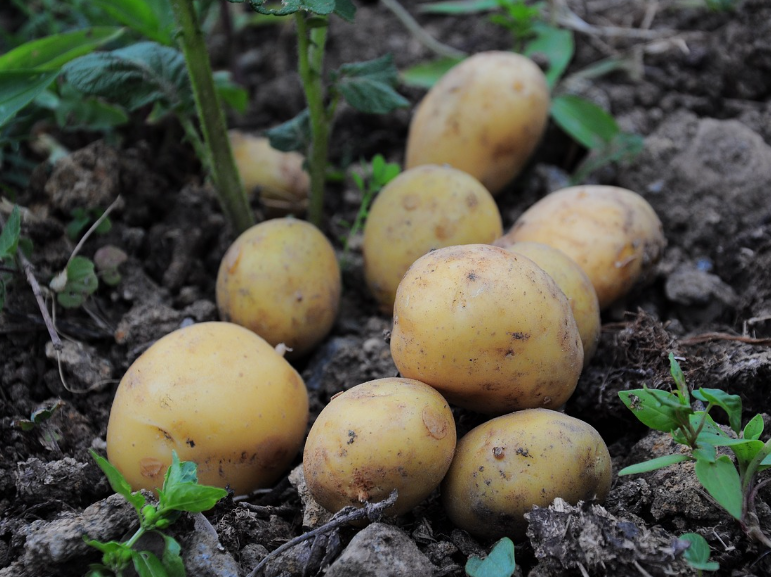 감자-구황작물-감자튀김