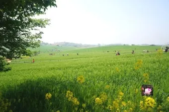 고창 청보리밭 축제 방문자 혜택_4