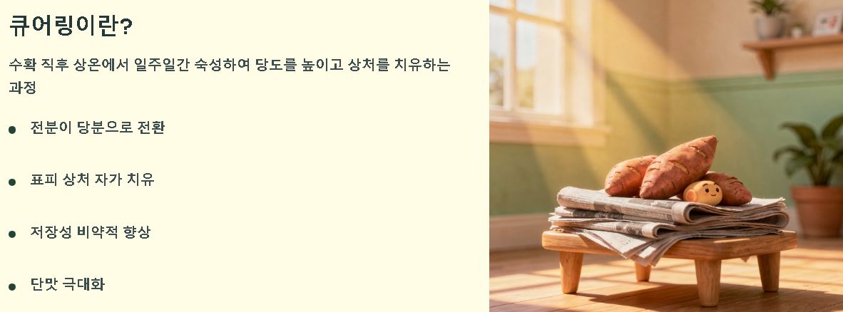 고구마 수확시기