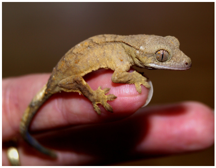파충류 전용 조명과 습도 관리 팁 - 건강한 사육 환경의 핵심