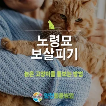 노령 고양이 필수 관리법 4가지 건강 지키기_21