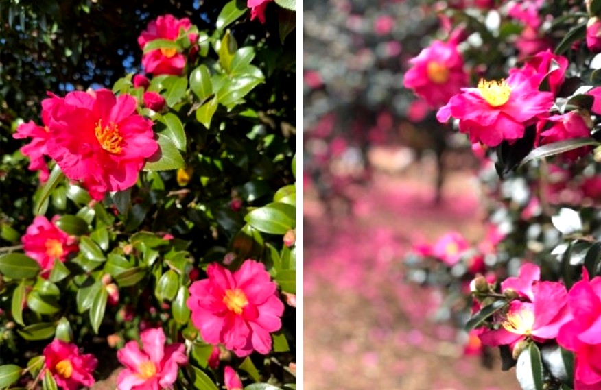 봄에 꼭 가봐야 할 제주도 명소 BEST 4곳 중 '동백포레스트'