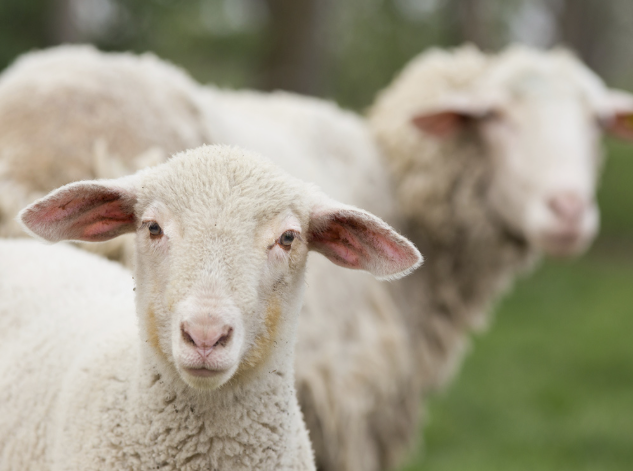 양띠 년생 세는 나이 몇살 만나이 계산 2025 삼재 상극 궁합