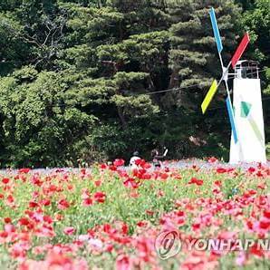 원주 꽃양귀비축제 전경