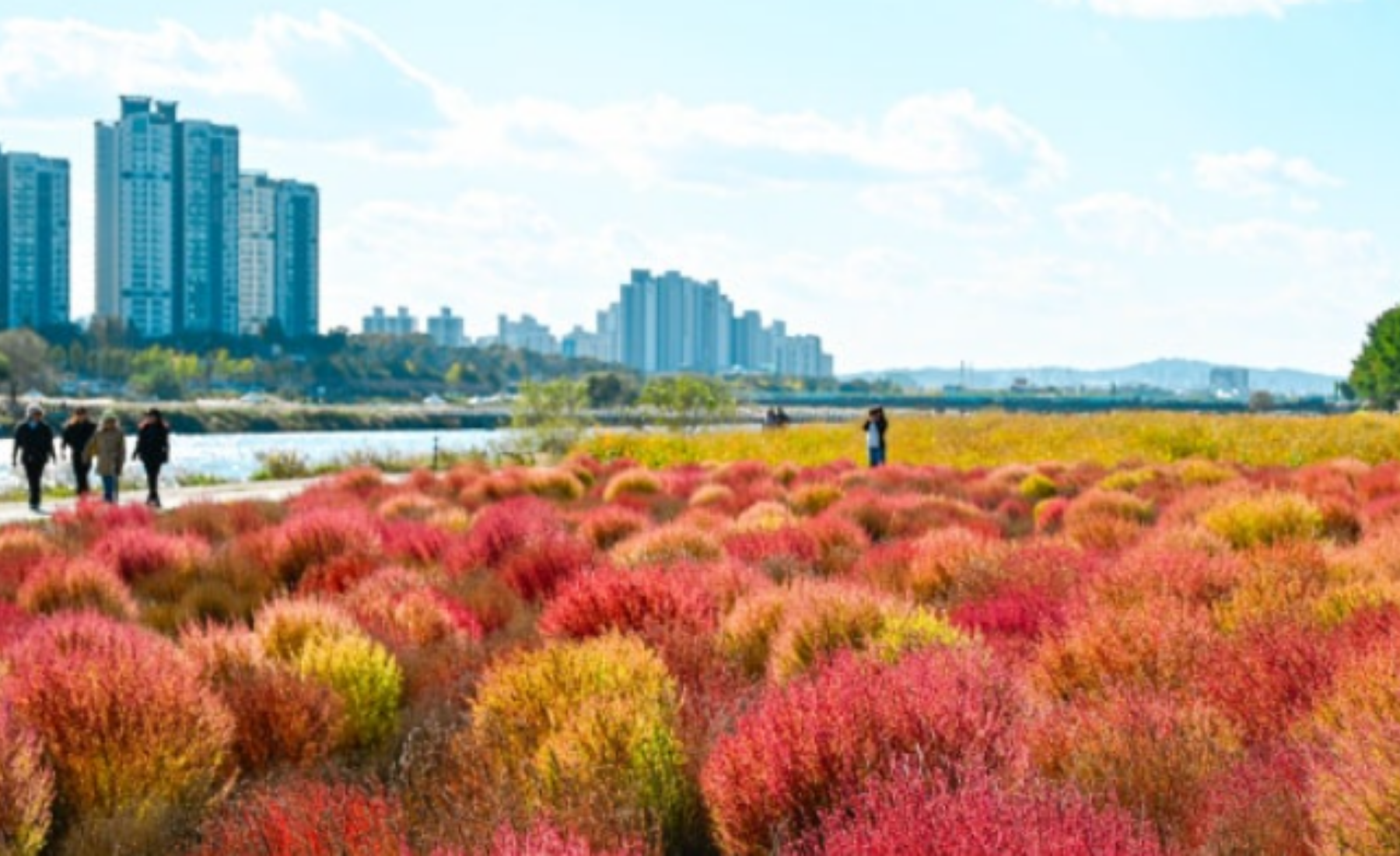 2025 곡교천 은행나무길 단풍 실시간 및 주차정보
