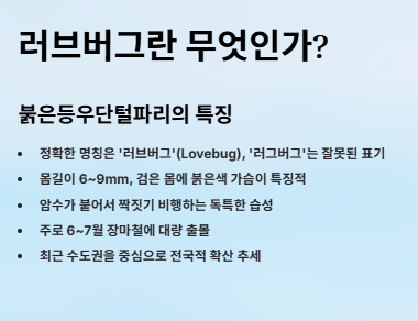 러브버그 수명&amp;#44;원산지&amp;#44;출몰시기&amp;#44;퇴치방법 및 예방방법