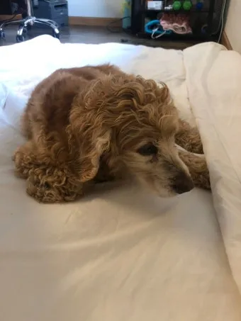 노령견 신부전2기 자연식 화식 레시피 건강식_14