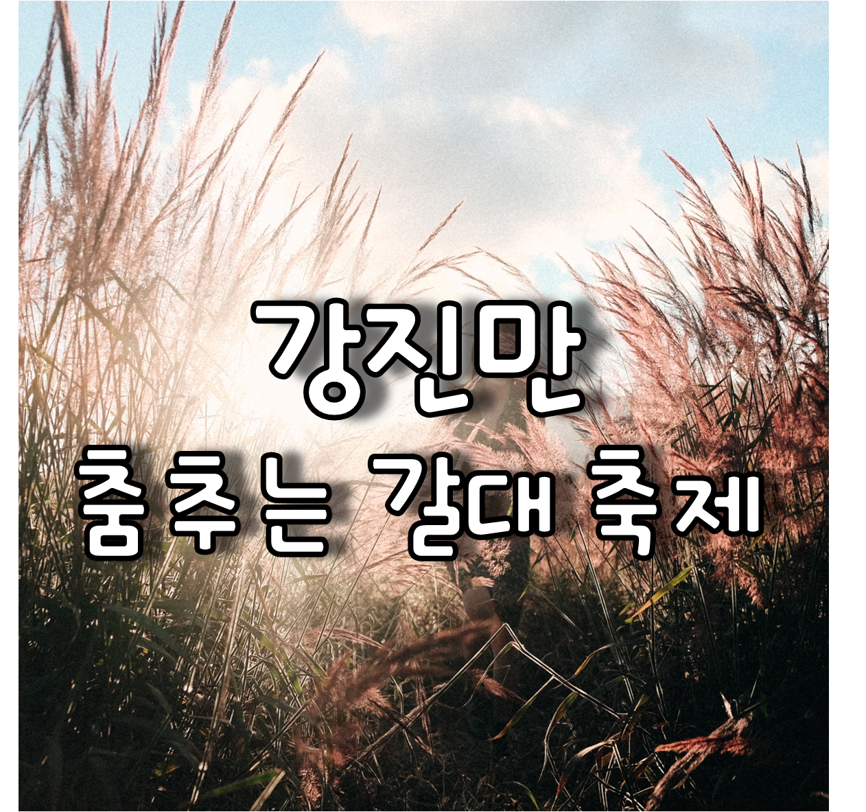 강진만 춤추는 갈대 축제