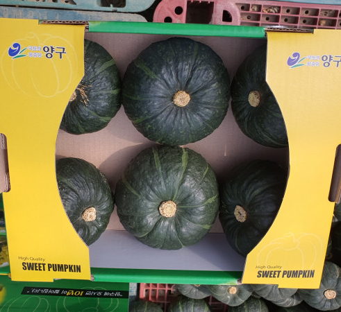 강원도 양구 미니 단호박