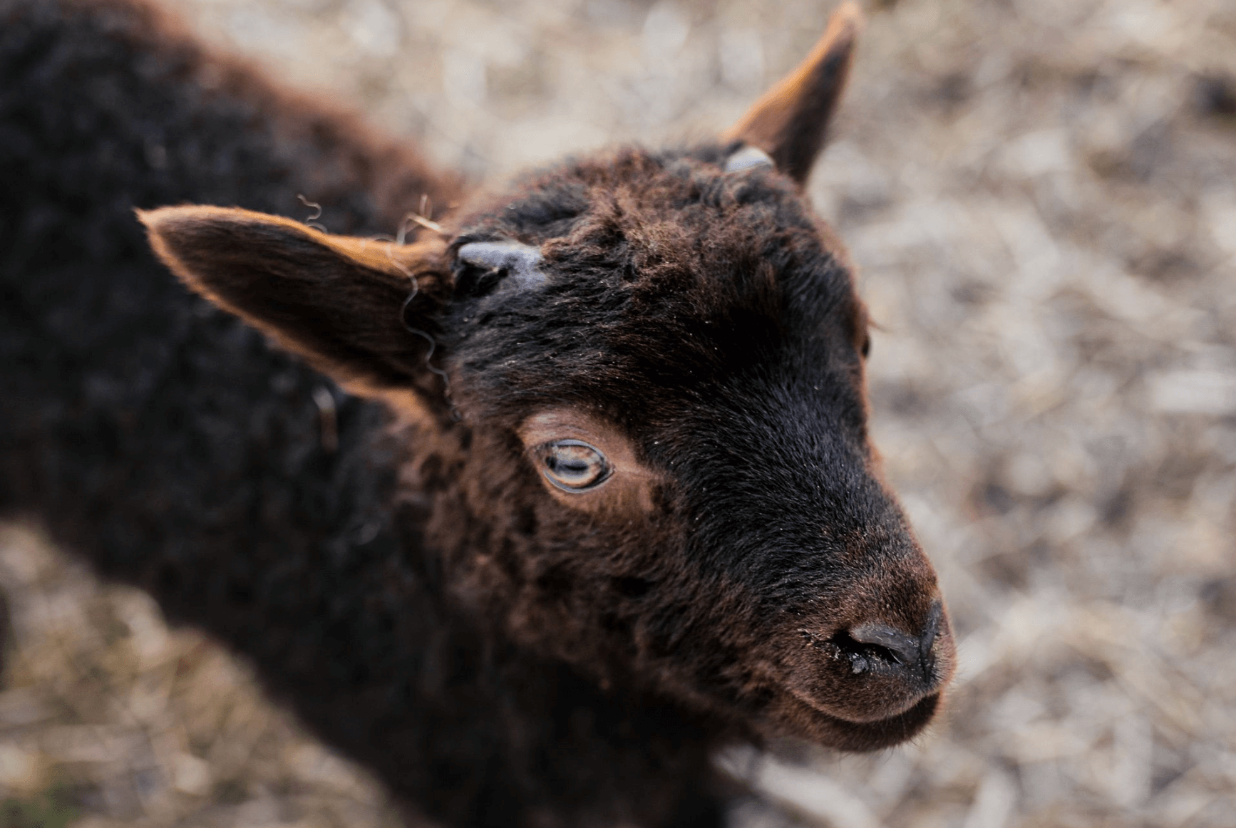 흑염소 진액 효능