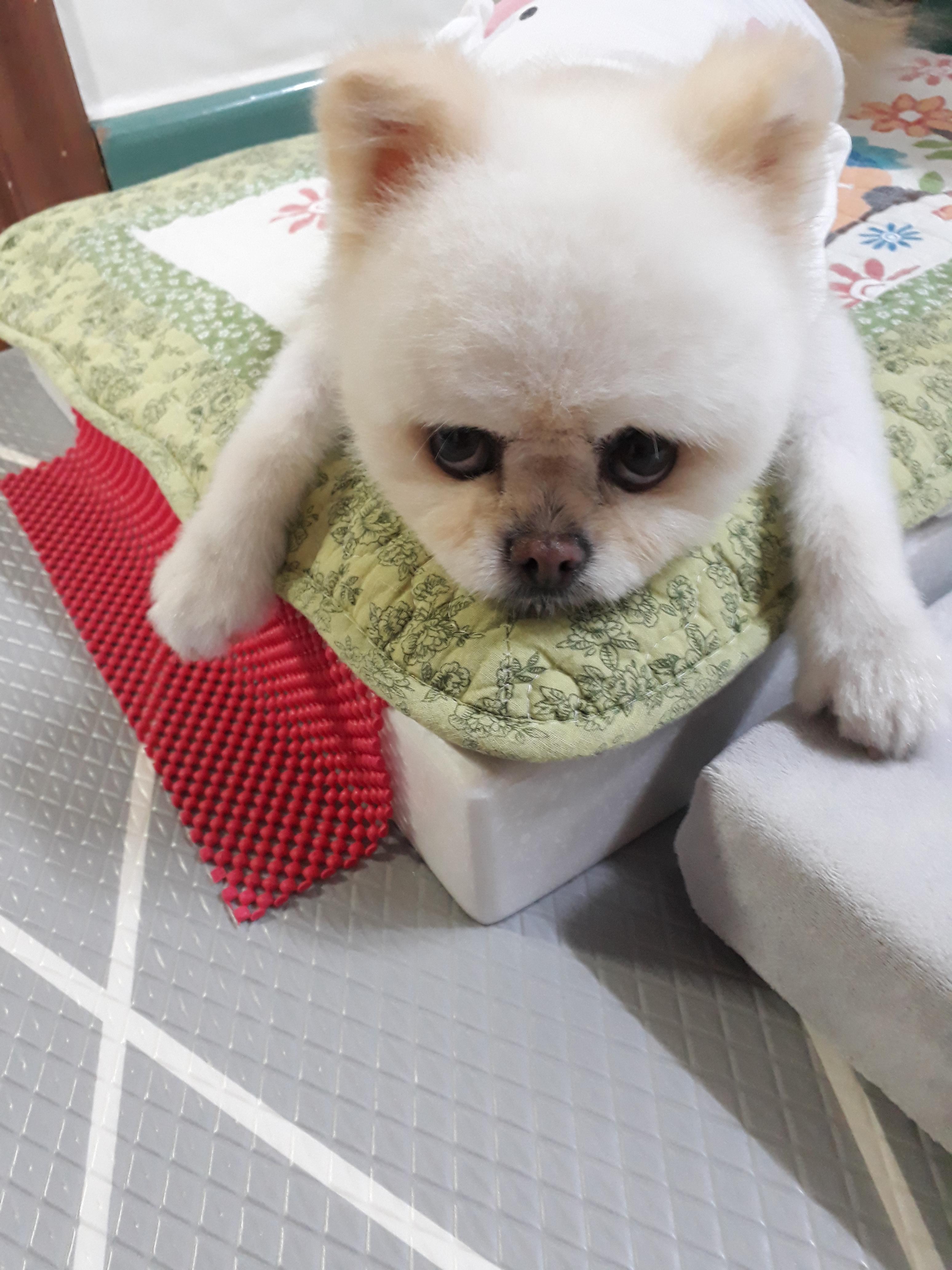 강아지 백내장 초기 증상과 확인법 : 예방법 3가지