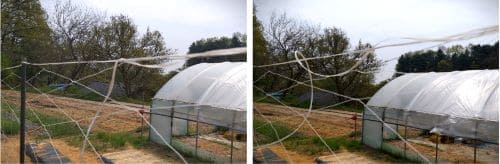 호랑이콩-울타라콩-그물망-오이망-설치방법