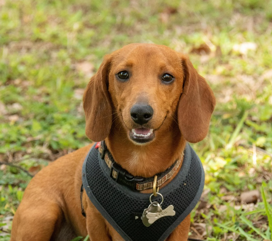 강아지를 위한 영양관리와 사료 선택 팁